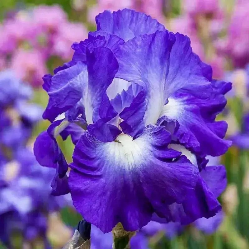 Bearded Iris |  Perennial Bareroot Plant - Caribbean garden seed