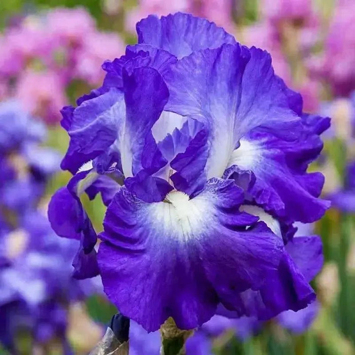 Bearded Iris |  Perennial Bareroot Plant - Caribbean garden seed