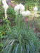 Beargrass Seed ( Xerophyllum tenax, ) Indian basket grass- Native Ornamental Grass - Caribbeangardenseed