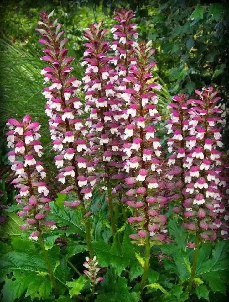 Bear's breeches plant seeds,Tropical look,Excellent cut flowers - Caribbean garden seed