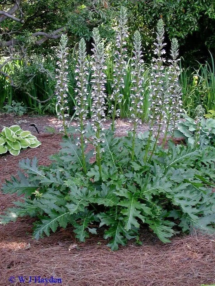 Bear's breeches plant seeds,Tropical look,Excellent cut flowers - Caribbean garden seed
