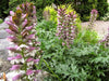 Bear's breeches plant seeds,Tropical look,Excellent cut flowers - Caribbean garden seed