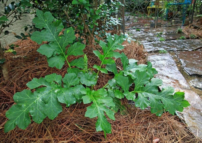 Bear's breeches plant seeds,Tropical look,Excellent cut flowers - Caribbean garden seed