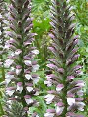 Bear's breeches plant seeds,Tropical look,Excellent cut flowers - Caribbean garden seed