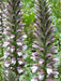 Bear's breeches plant seeds,Tropical look,Excellent cut flowers - Caribbean garden seed