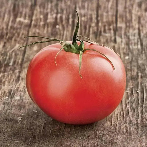 Beefmaster Hybrid Tomato Seeds - Caribbean garden seed