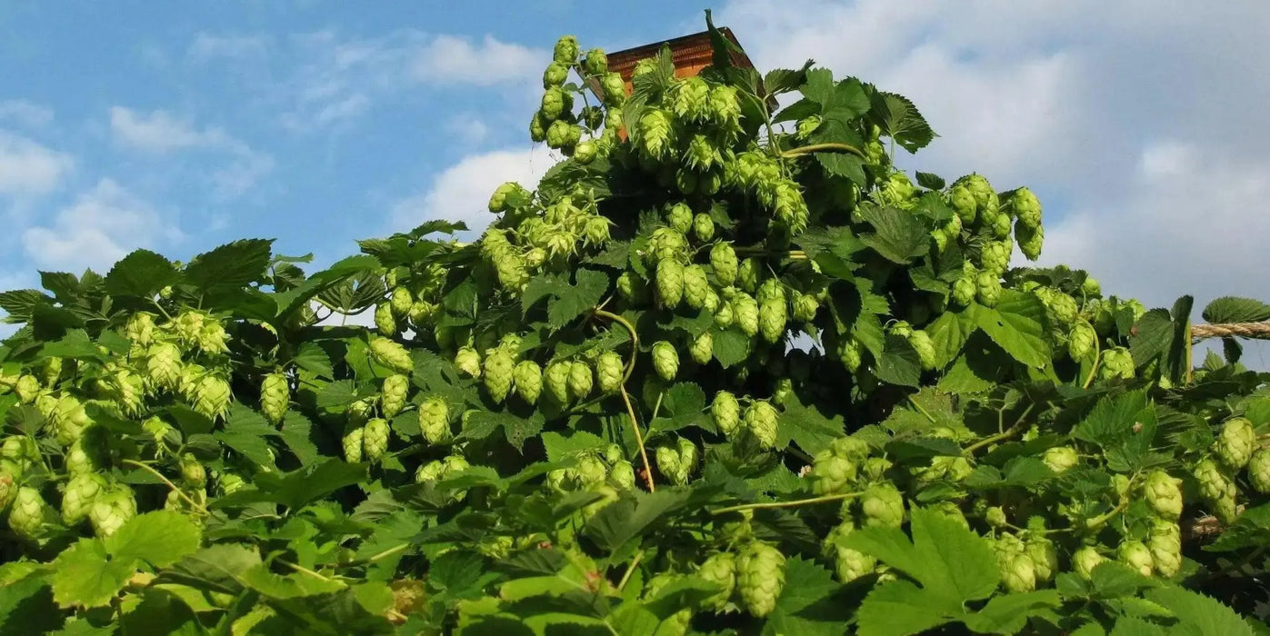 BEER HOPS  SEEDS, PERENNIAL CLIMBER - Caribbean garden seed