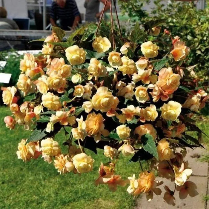 begonia illumination APRICOT SHADES -10 Trailing Begonia FLOWERS Seed - Caribbeangardenseed