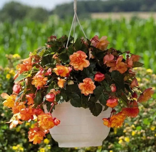 Begonia  illumination GOLDEN PICOTEEN  -10 Trailing Begonia FLOWERS Seed - Caribbean garden seed