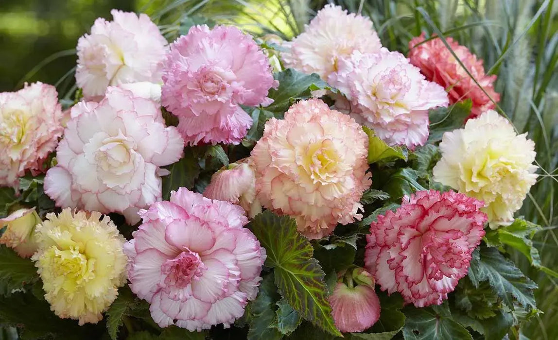 Begonia Samba MIXED ( 3 Bulbs) Fragrant BLOOM - Caribbeangardenseed