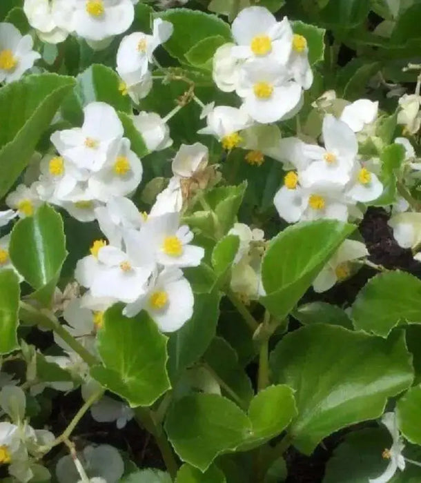 Begonia Seeds - Wax White (Begonia Semperflorens ) GREAT container, Garden Bed , Patio Planter and front border - Caribbean garden seed