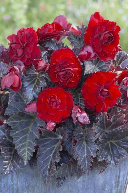 Begonia Switzerland (2 Bulbs) blosssoms from summer to frost - Caribbeangardenseed