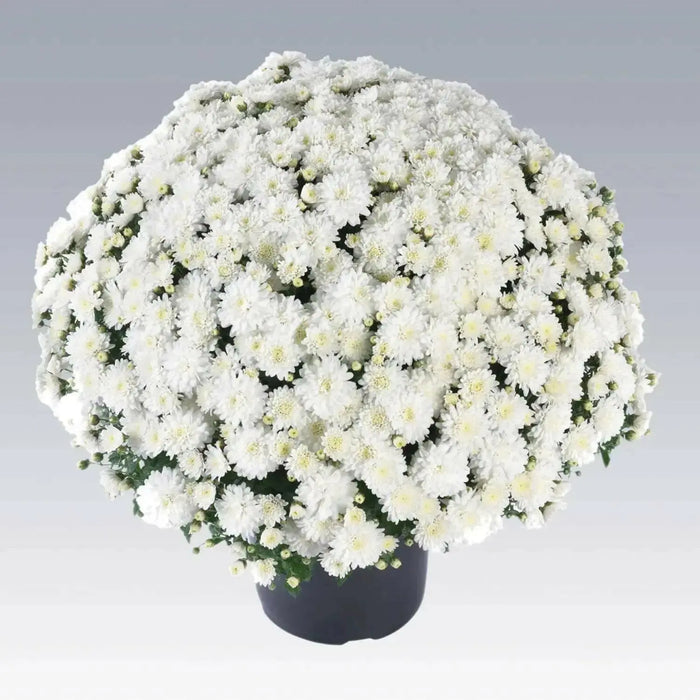 Belgian Mum, (Live Starter Plants ) Hardy Garden MUMS, WHITE FLOWERS - Caribbean garden seed