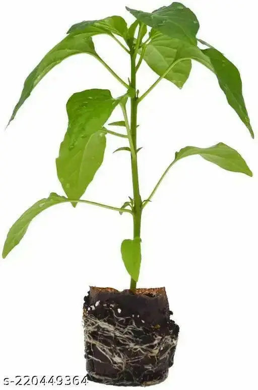 BELL Pepper,  LIVE PEPPER PLANT, 3' pot, HEIRLOOM VEGETABLES - Caribbean garden seed