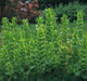 BELLS OF IRELAND , Moluccella laevis, Flowers Seeds - Caribbean garden seed