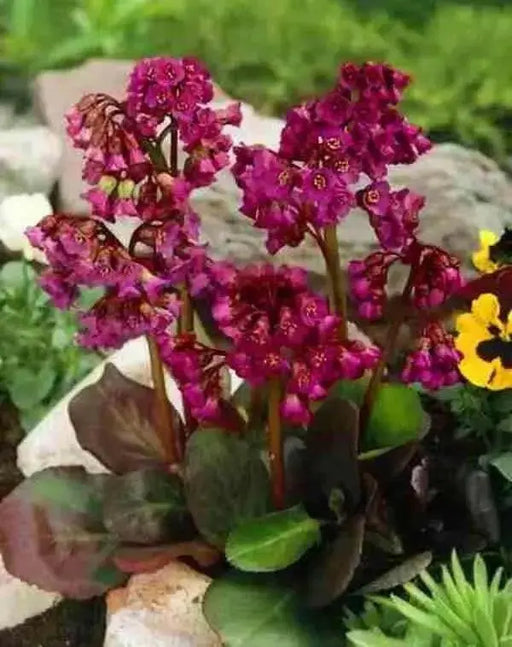 BERGENIA SEEDS-RED- Perennial Flowers ,Winter hardy to zone 3 - Caribbean garden seed