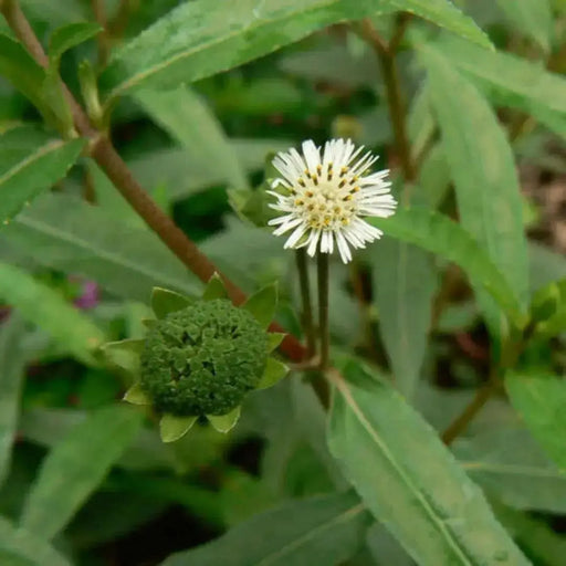 Bhringraj PLANT (LIVE Plants ) FALSE Daisy - Caribbean garden seed
