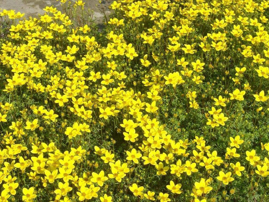 Flowers,Bidens ferulifolia 'Golden Goddess' ,Bur Marigold ,Beggar's Tick, Spanish Needle, Tickseed,Great in hanging basket and Container. - Caribbeangardenseed