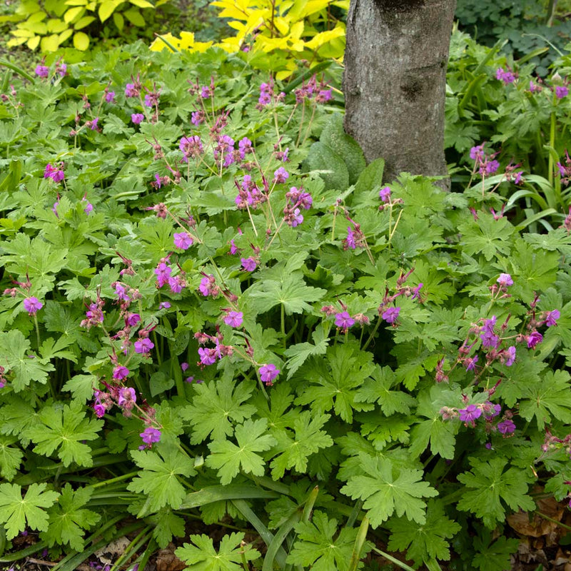 Bigroot Geranium SEEDS - Geranium macrorrhizum - Caribbean garden seed