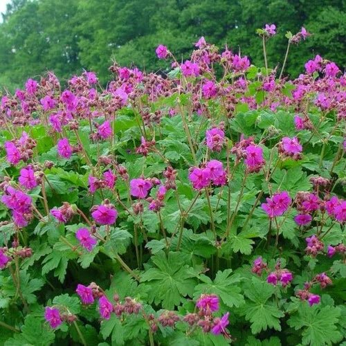 Bigroot Geranium SEEDS - Geranium macrorrhizum - Caribbean garden seed