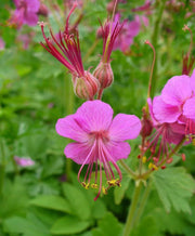 Bigroot Geranium SEEDS - Geranium macrorrhizum - Caribbean garden seed