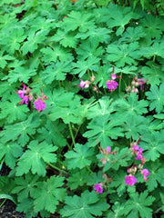 Bigroot Geranium SEEDS - Geranium macrorrhizum - Caribbean garden seed