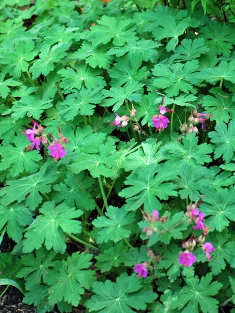 Bigroot Geranium SEEDS - Geranium macrorrhizum - Caribbean garden seed