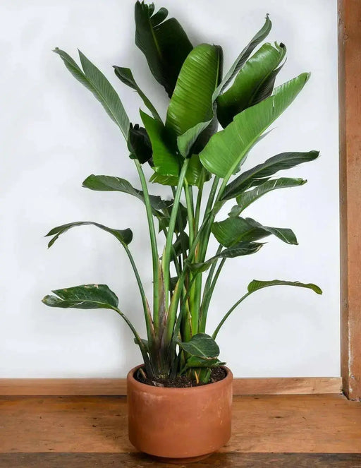 Bird of Paradise Flower Seeds, Tropical Caribbean Shrub - Caribbean garden seed