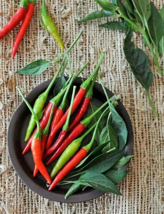 Bird's eye chili,"prik kee noo"( Capsicum annuum )Asian Vegetable - Caribbean garden seed