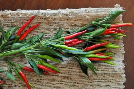 Bird's eye chili,"prik kee noo"( Capsicum annuum )Asian Vegetable - Caribbeangardenseed