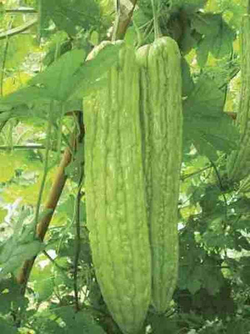 Bitter Gourd Seeds - Mara A.K.a. (Asian vegetable) Bitter Melon - Caribbeangardenseed