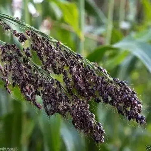 Black Amber Sorghum Seeds - Heirloom - Untreated - Corn-Ornamental ! - Caribbean garden seed