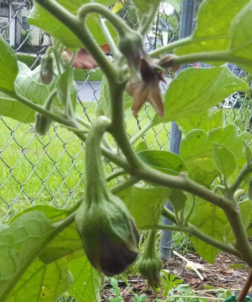 Black Beauty Eggplant Seeds, HEIRLOOM  Vegetable - Caribbean garden seed