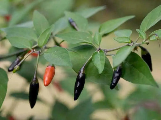 Black Chile Peppers, Capsicum annuum,Chili Piquin, Pring-Kee-New, or Grove pepper - Seeds-Organically Grown - Caribbeangardenseed