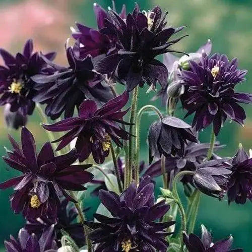 Columbine Aquilegia ' Barlow' (2 Roots/Tuber) Flowering Garden, Perennial, - Caribbeangardenseed