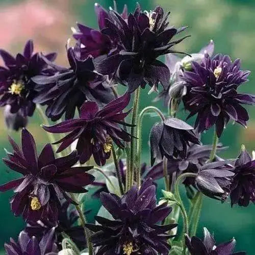 BLACK Columbine (2 Roots/Tuber) Perennial FLOWERS - Caribbean garden seed