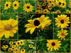 Black-eyed Susan FLOWERS SEED (Rudbeckia Hirta - Caribbeangardenseed