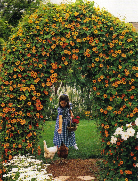 Black Eyed Susan VINE (3'POT LIVE PLANT) ORANGE FLOWERS - Caribbeangardenseed