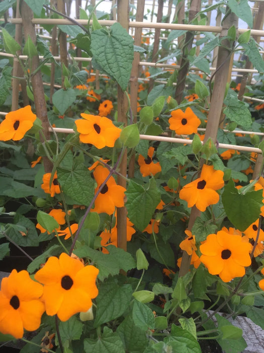 Black Eyed Susan VINE (3'POT LIVE PLANT) ORANGE FLOWERS - Caribbeangardenseed