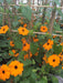 Black Eyed Susan VINE (3'POT LIVE PLANT) ORANGE FLOWERS - Caribbeangardenseed