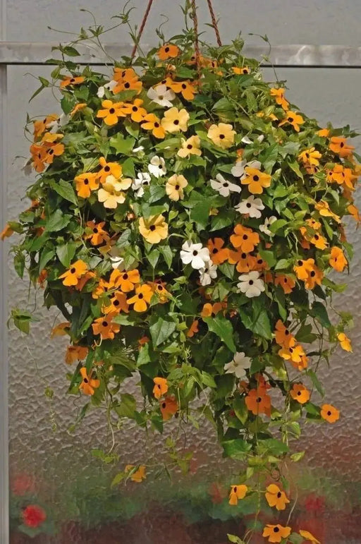 Blackeyed Susan vine SEEDS Mix COLOR,(Thunbergia alata) White,Gold ,And Yellow. - Caribbeangardenseed