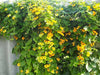 BLACK EYED SUSAN VINE (Starter Plant) YELLOW FLOWERS - Caribbean garden seed