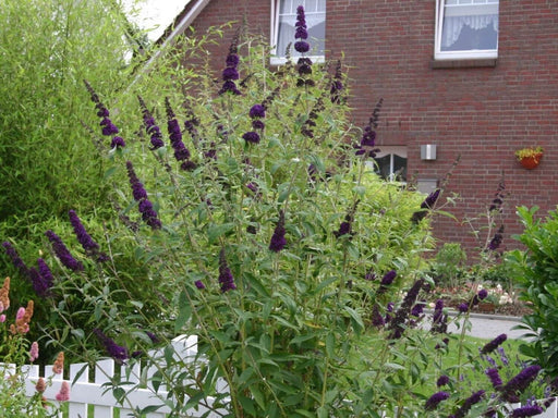 Black Knight Butterfly Bush - Live Plants, HARDY PERENNIAL - Caribbean garden seed
