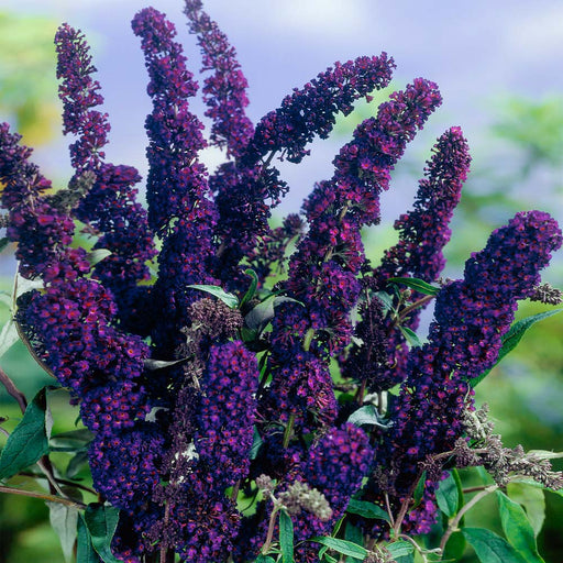 Black Knight Butterfly Bush - Live Plants, HARDY PERENNIAL - Caribbean garden seed