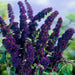 Black Knight Butterfly Bush - Live Plants, HARDY PERENNIAL - Caribbean garden seed