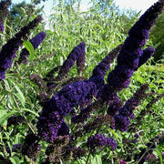 Black Knight Butterfly Bush - Live Plants, HARDY PERENNIAL - Caribbean garden seed
