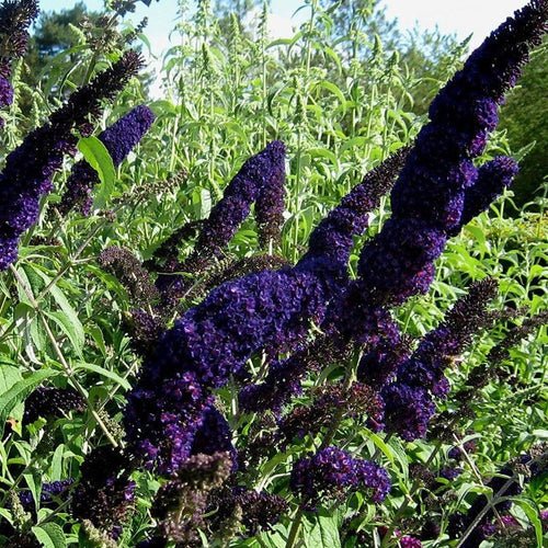 Black Knight Butterfly Bush - Live Plants, HARDY PERENNIAL - Caribbean garden seed