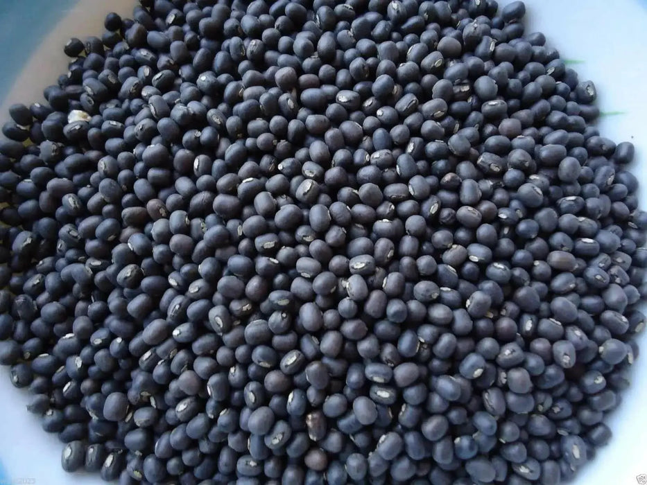 Black Mung Bean,(Vigna mungo) - Organic, UNTREATED, ASIAN VEGETABLE - Caribbean garden seed