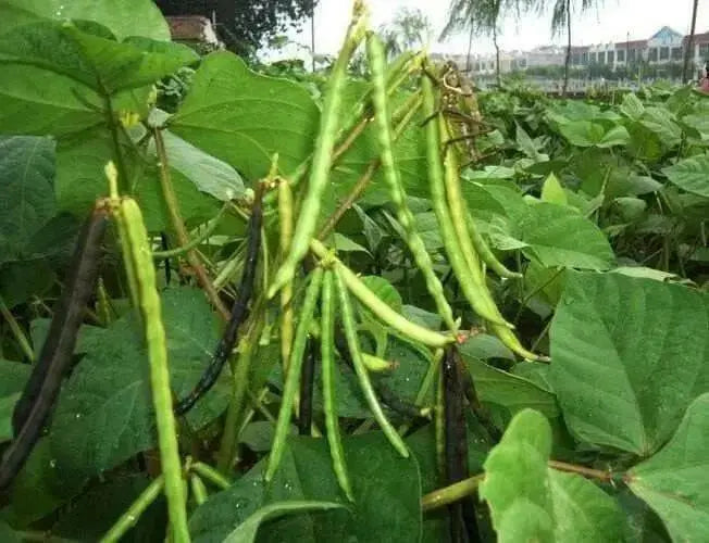 Black Mung Bean,(Vigna mungo) - Organic, UNTREATED, ASIAN VEGETABLE - Caribbean garden seed