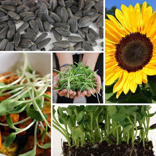 Black oil SUNFLOWER SEED (Helianthus Annuus) Microgreens, Cut flower - Caribbeangardenseed